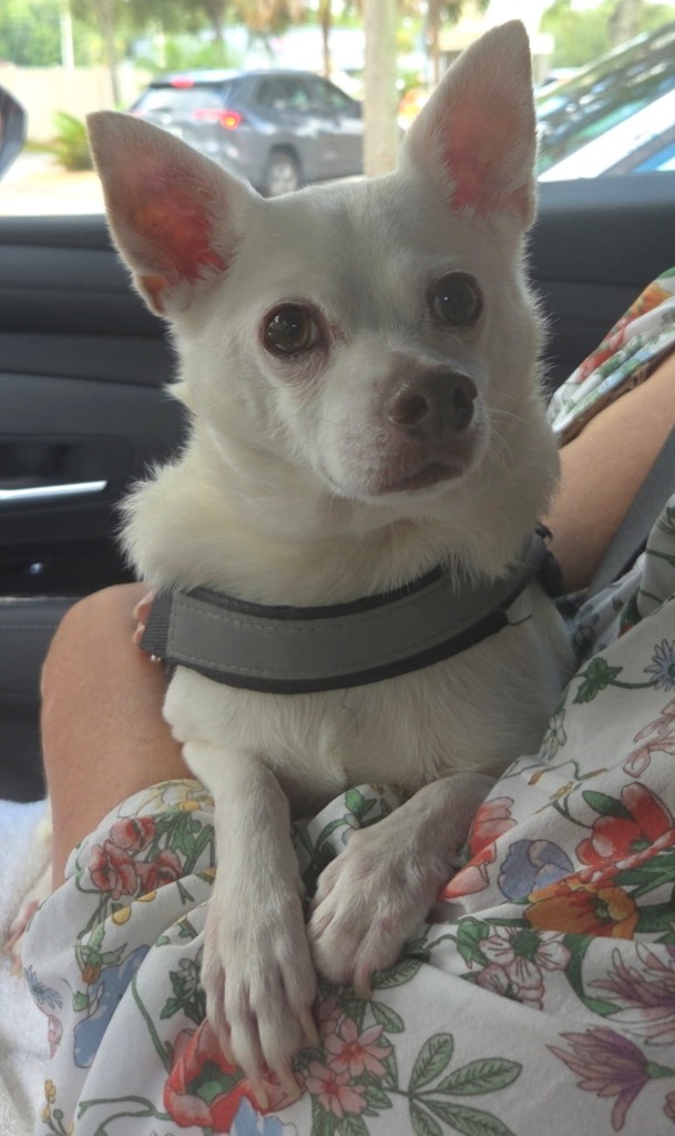 Chico