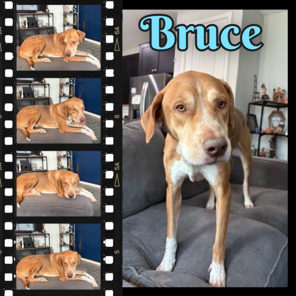 Bruce