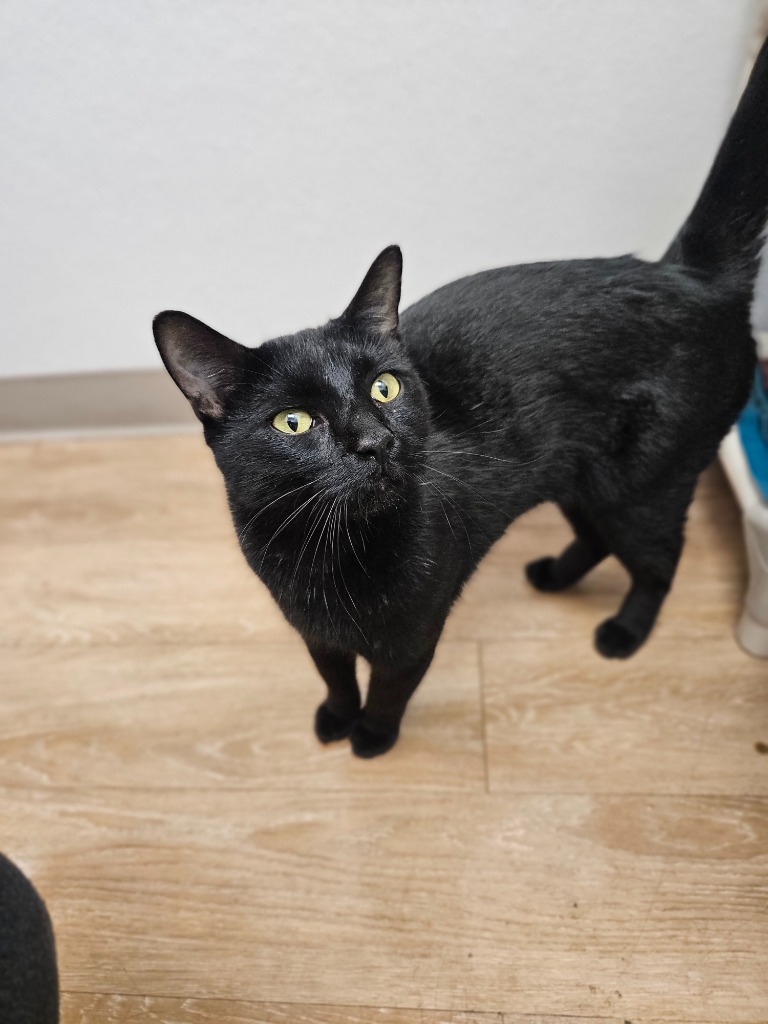 Leo, an adoptable Domestic Short Hair in Corpus Christi, TX, 78414 | Photo Image 1