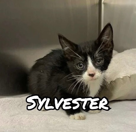 Sylvester
