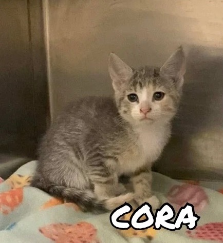 Cora