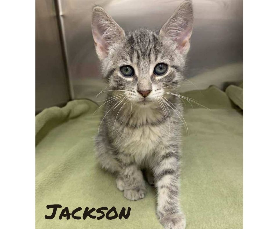 Jackson, an adoptable Domestic Short Hair in Elbow Lake, MN, 56531 | Photo Image 1
