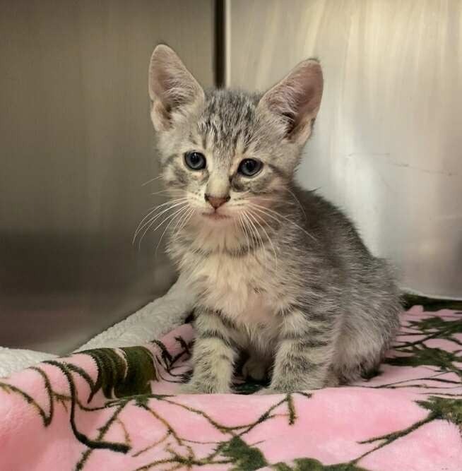 Jackson, an adoptable Domestic Short Hair in Elbow Lake, MN, 56531 | Photo Image 2