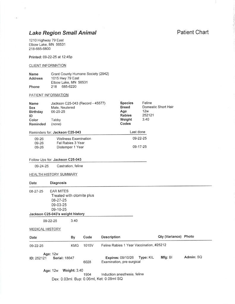 Jackson, an adoptable Domestic Short Hair in Elbow Lake, MN, 56531 | Photo Image 3