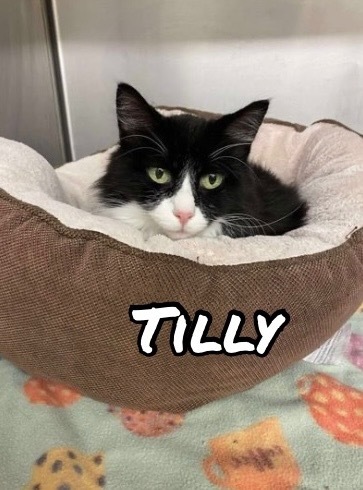 Tilly, an adoptable Domestic Long Hair in Elbow Lake, MN, 56531 | Photo Image 1