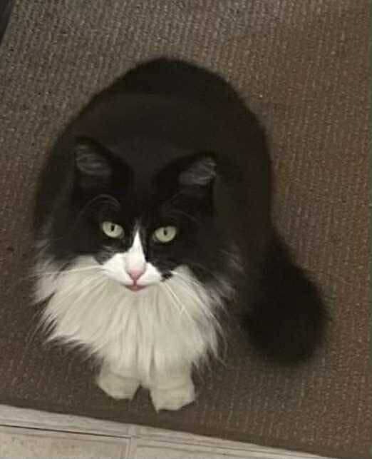 Tilly, an adoptable Domestic Long Hair in Elbow Lake, MN, 56531 | Photo Image 2