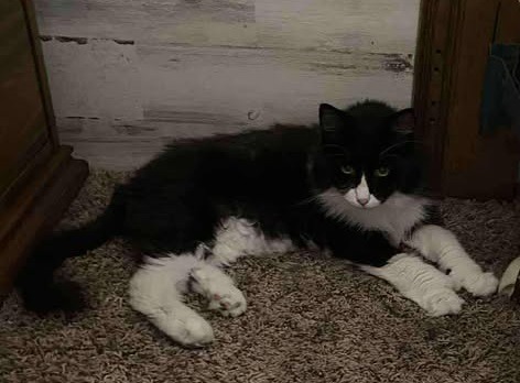 Tilly, an adoptable Domestic Long Hair in Elbow Lake, MN, 56531 | Photo Image 3