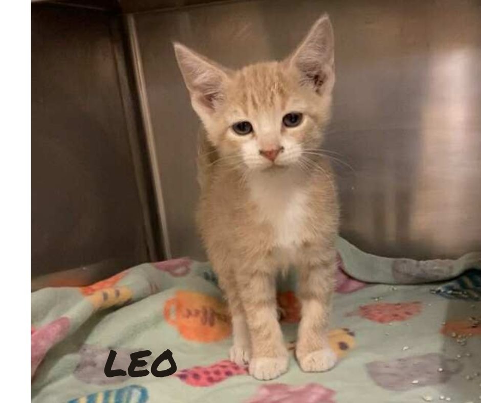 Leo, an adoptable Domestic Short Hair in Elbow Lake, MN, 56531 | Photo Image 1