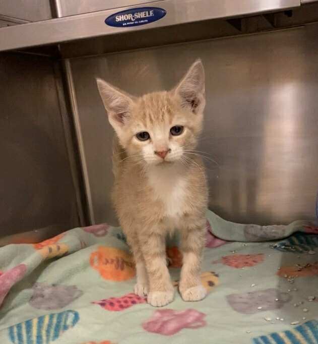 Leo, an adoptable Domestic Short Hair in Elbow Lake, MN, 56531 | Photo Image 2