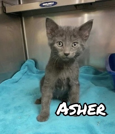 Asher