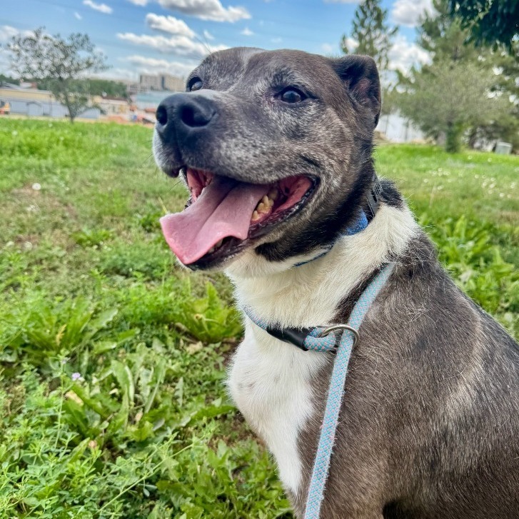 Luna, an adoptable Mixed Breed in Buffalo, WY, 82834 | Photo Image 1