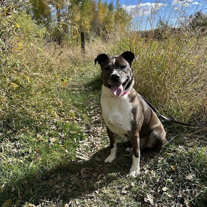 Luna, an adoptable Mixed Breed in Buffalo, WY, 82834 | Photo Image 1