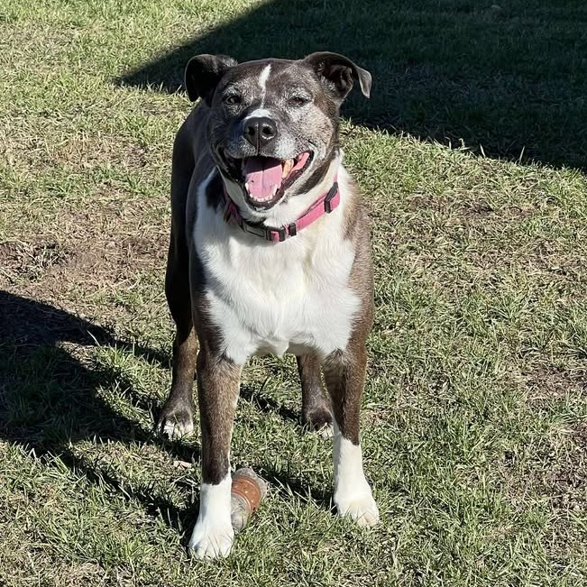 Luna, an adoptable Mixed Breed in Buffalo, WY, 82834 | Photo Image 3