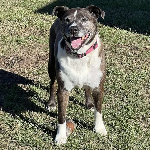 Luna, an adoptable Mixed Breed in Buffalo, WY, 82834 | Photo Image 4