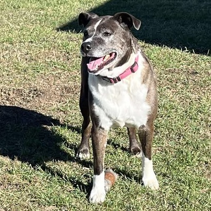 Luna, an adoptable Mixed Breed in Buffalo, WY, 82834 | Photo Image 5