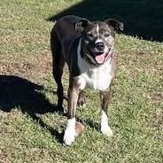 Luna, an adoptable Mixed Breed in Buffalo, WY, 82834 | Photo Image 6