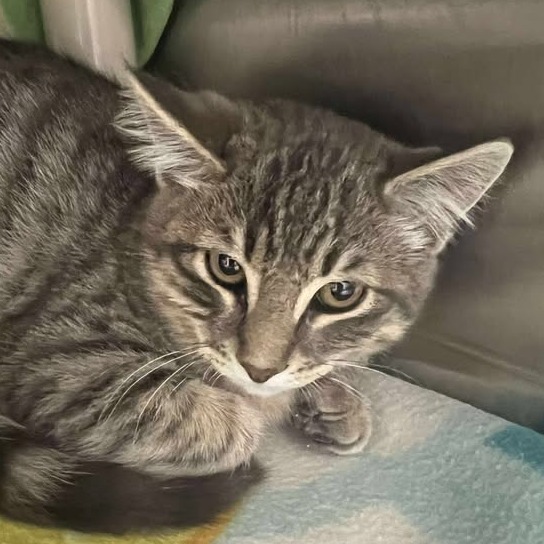 El Guapo, an adoptable Domestic Medium Hair in Buffalo, WY, 82834 | Photo Image 1