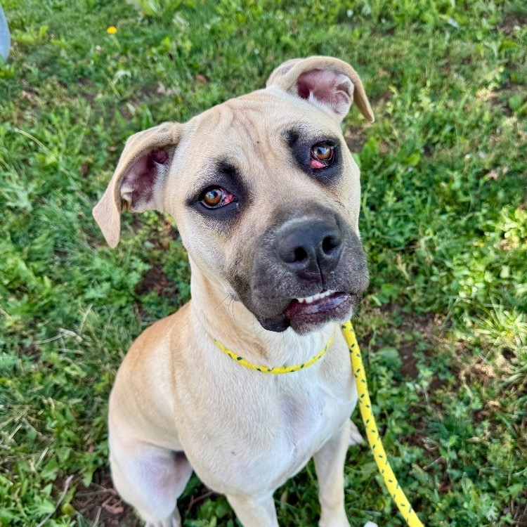 Athena, an adoptable Mixed Breed in Buffalo, WY, 82834 | Photo Image 1