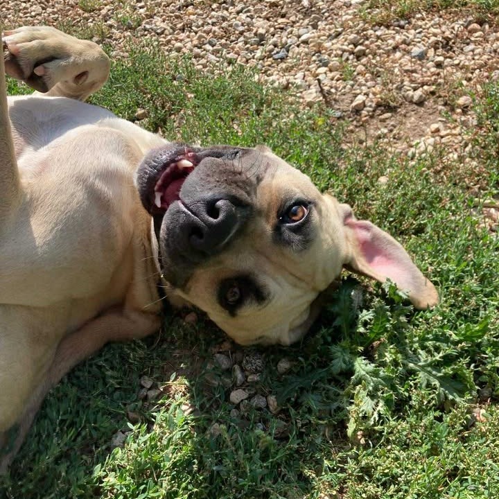 Athena, an adoptable Mixed Breed in Buffalo, WY, 82834 | Photo Image 1