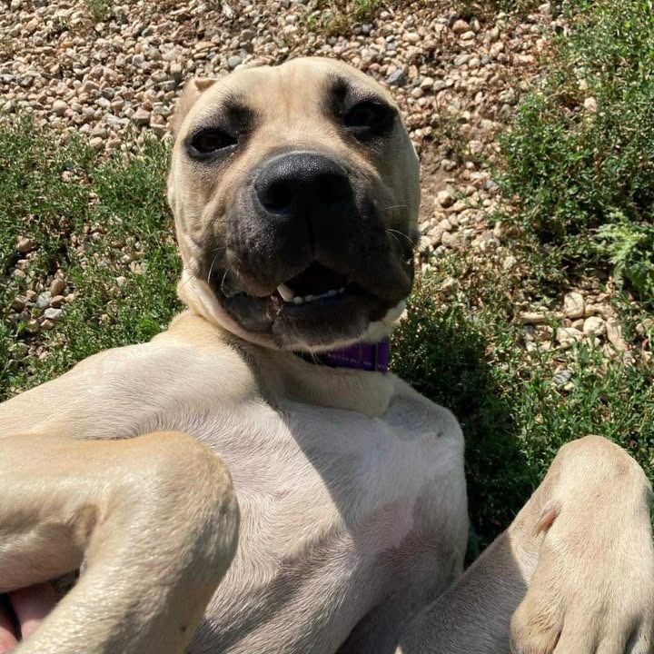 Athena, an adoptable Mixed Breed in Buffalo, WY, 82834 | Photo Image 3