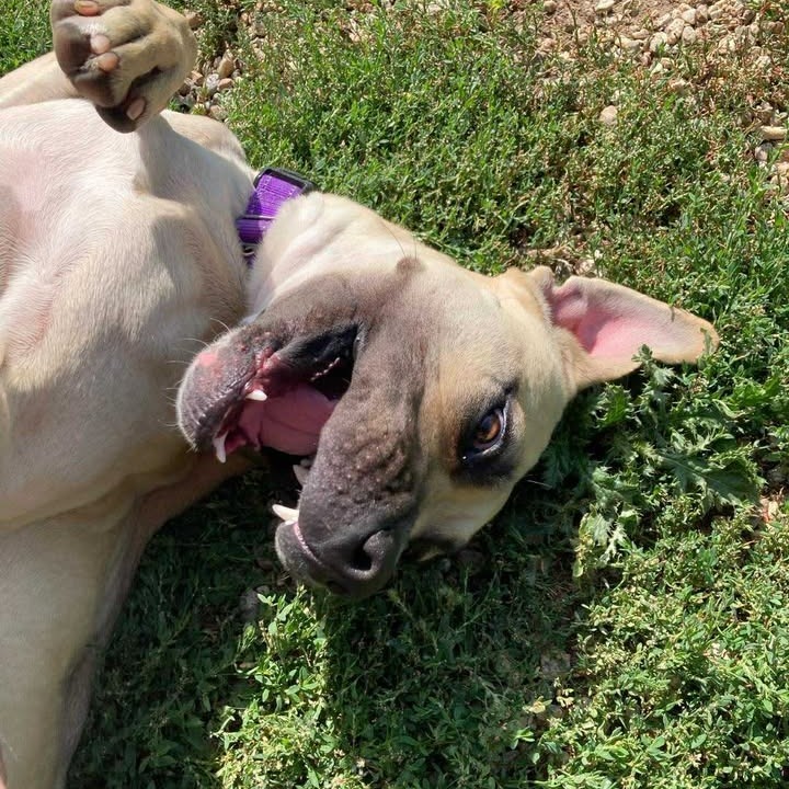 Athena, an adoptable Mixed Breed in Buffalo, WY, 82834 | Photo Image 4