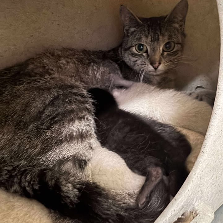 Jelly Bean, an adoptable Domestic Short Hair in Buffalo, WY, 82834 | Photo Image 2