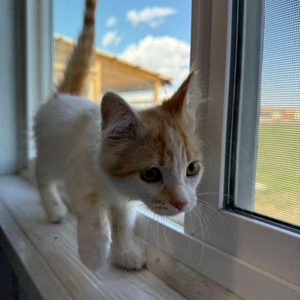 Junior