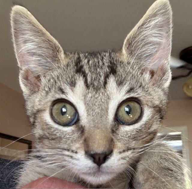 Oliver