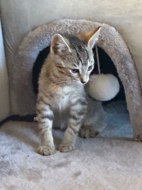 Oliver