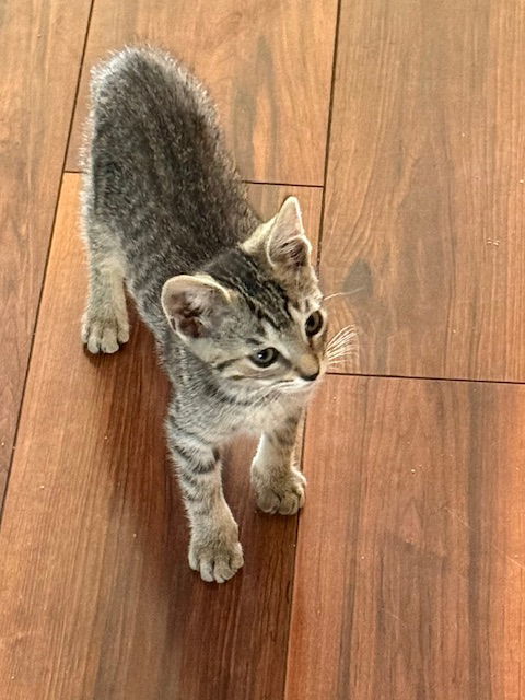 Oliver
