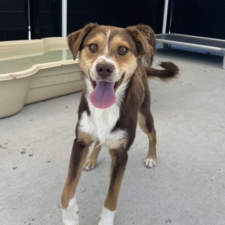 Two-Bit, an adoptable Mixed Breed in Hailey, ID, 83333 | Photo Image 1
