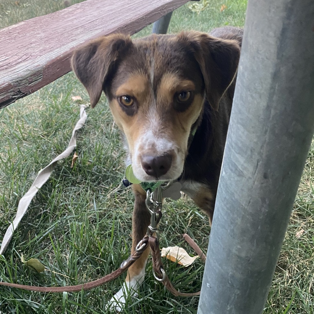 Two-Bit, an adoptable Mixed Breed in Hailey, ID, 83333 | Photo Image 2