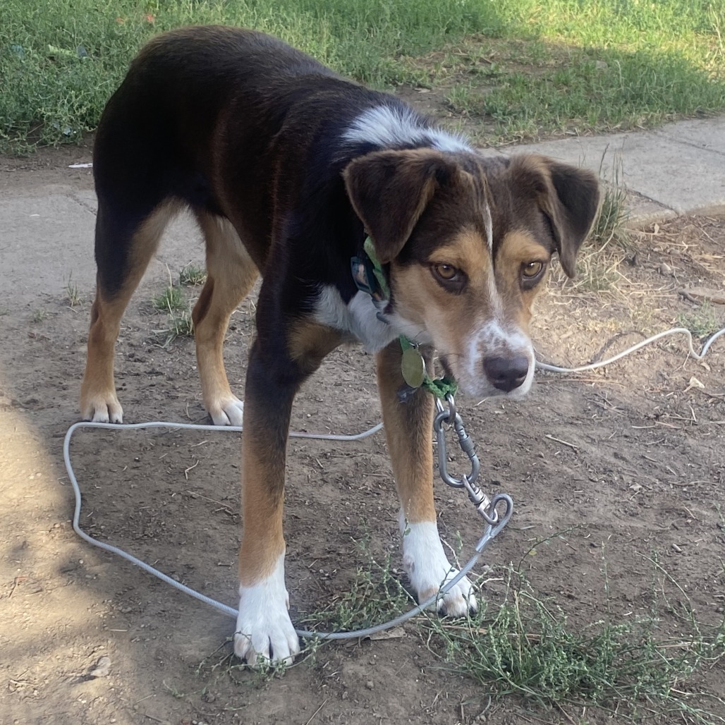 Two-Bit, an adoptable Mixed Breed in Hailey, ID, 83333 | Photo Image 3