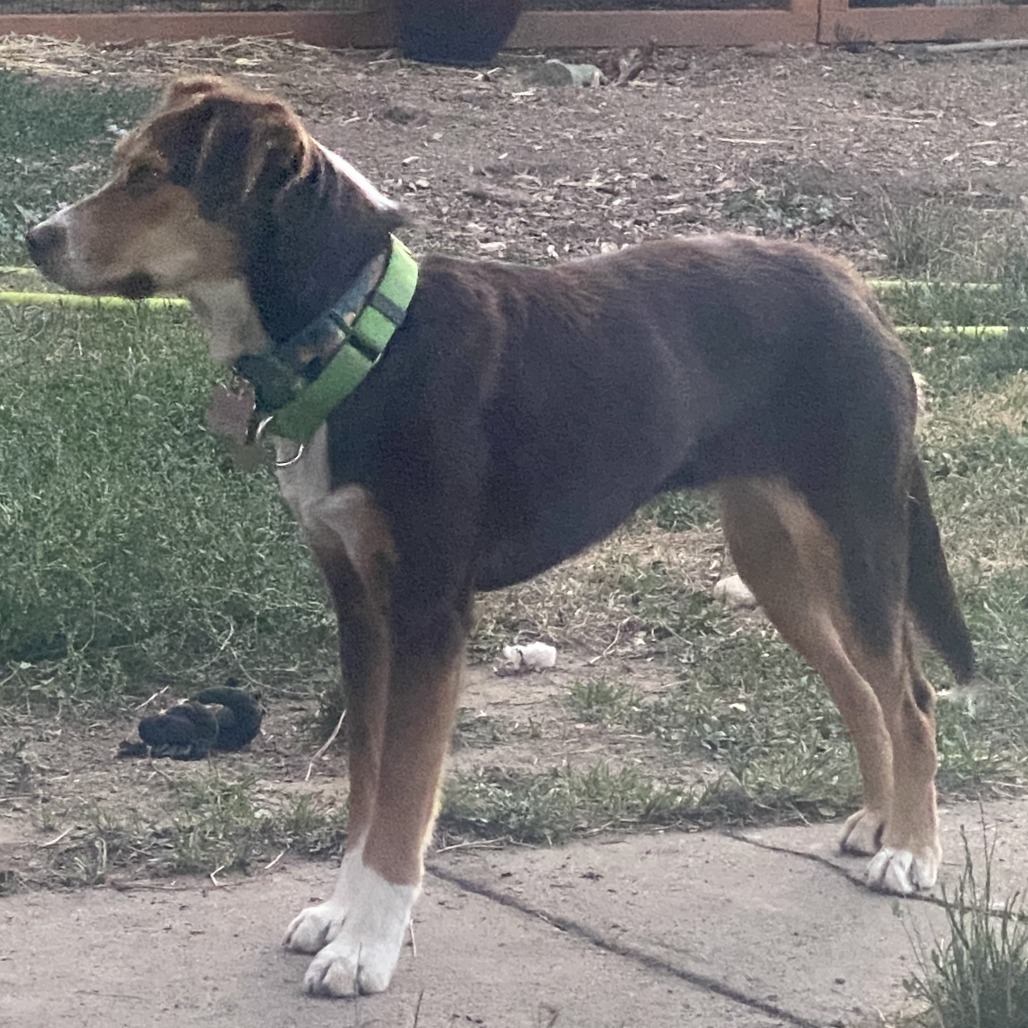 Two-Bit, an adoptable Mixed Breed in Hailey, ID, 83333 | Photo Image 4