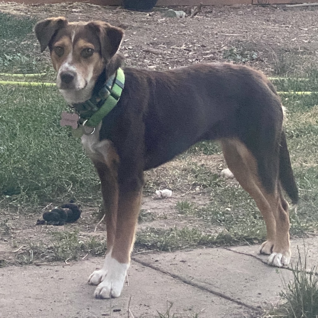 Two-Bit, an adoptable Mixed Breed in Hailey, ID, 83333 | Photo Image 5