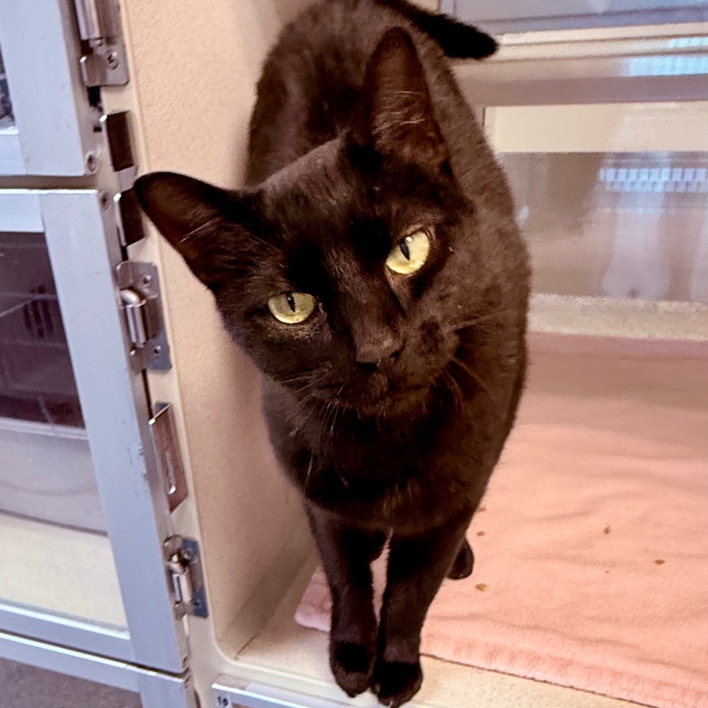 Panther, an adoptable Domestic Short Hair in Great Falls, MT, 59404 | Photo Image 1