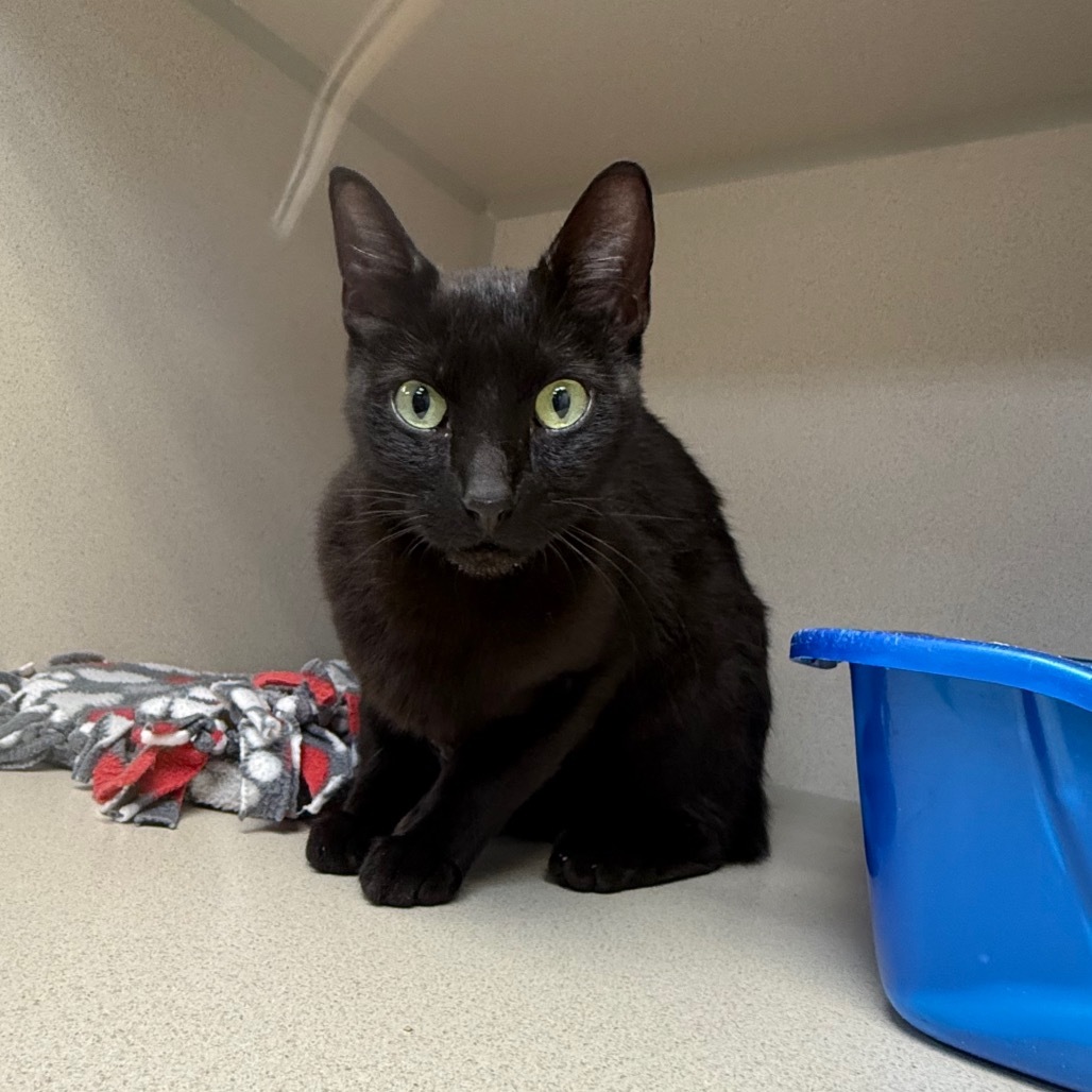Panther, an adoptable Domestic Short Hair in Great Falls, MT, 59404 | Photo Image 2