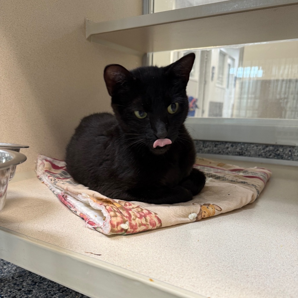 Panther, an adoptable Domestic Short Hair in Great Falls, MT, 59404 | Photo Image 3
