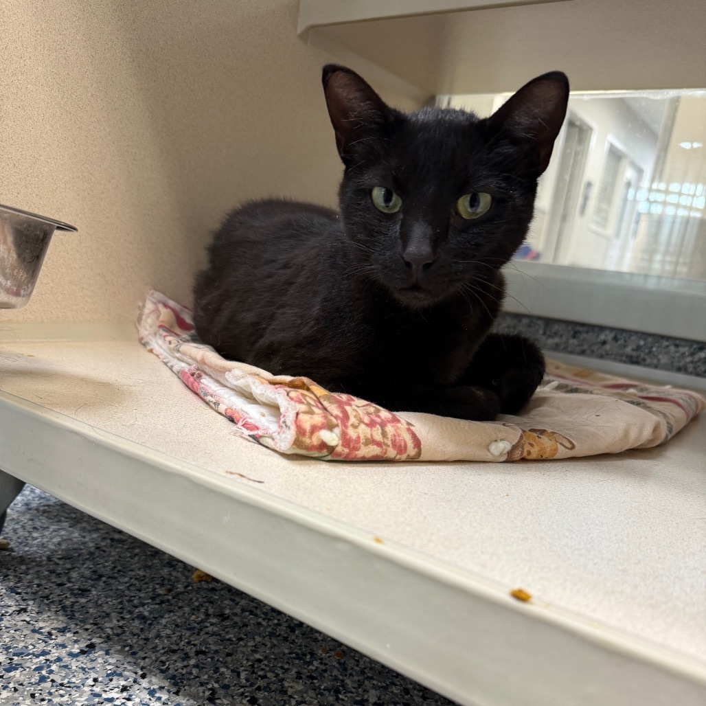 Panther, an adoptable Domestic Short Hair in Great Falls, MT, 59404 | Photo Image 3