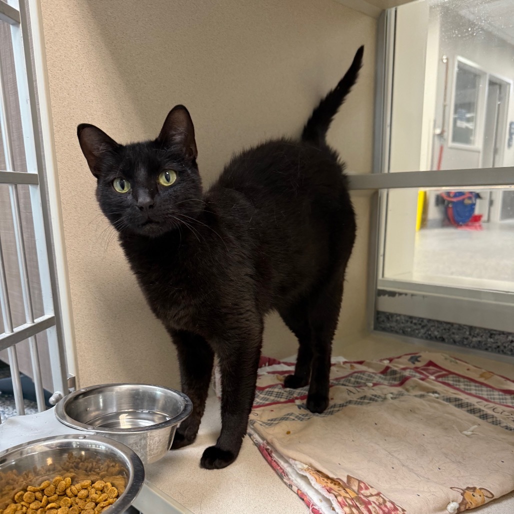 Panther, an adoptable Domestic Short Hair in Great Falls, MT, 59404 | Photo Image 4