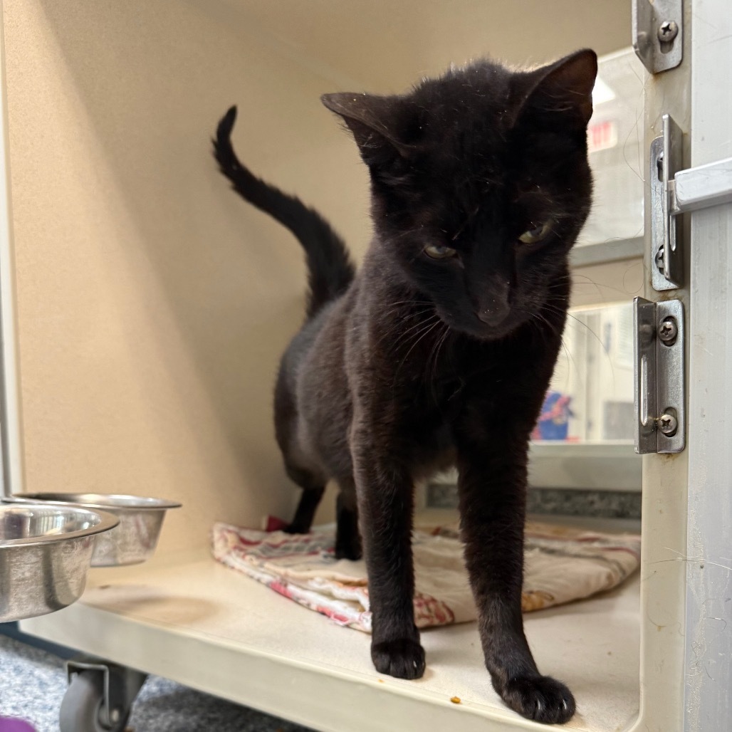 Panther, an adoptable Domestic Short Hair in Great Falls, MT, 59404 | Photo Image 5