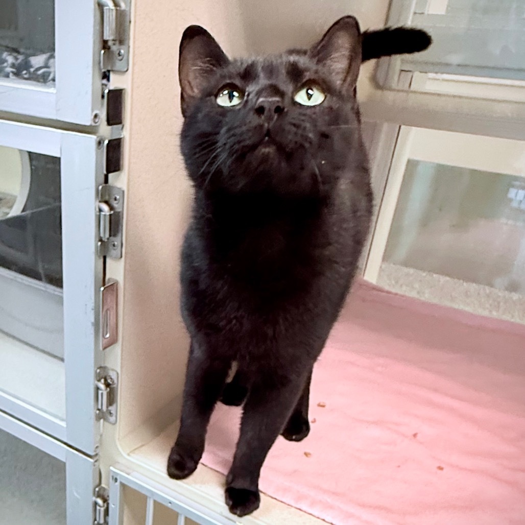 Panther, an adoptable Domestic Short Hair in Great Falls, MT, 59404 | Photo Image 5