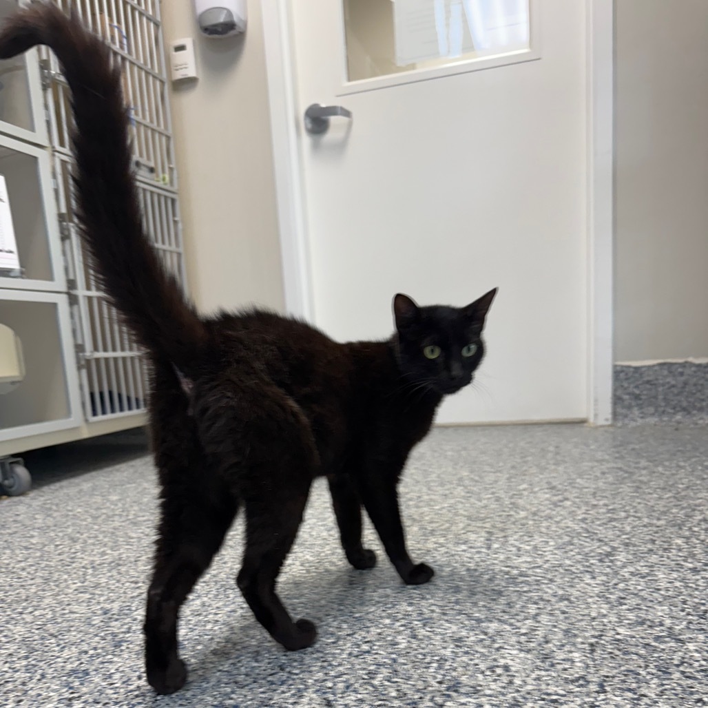 Panther, an adoptable Domestic Short Hair in Great Falls, MT, 59404 | Photo Image 6