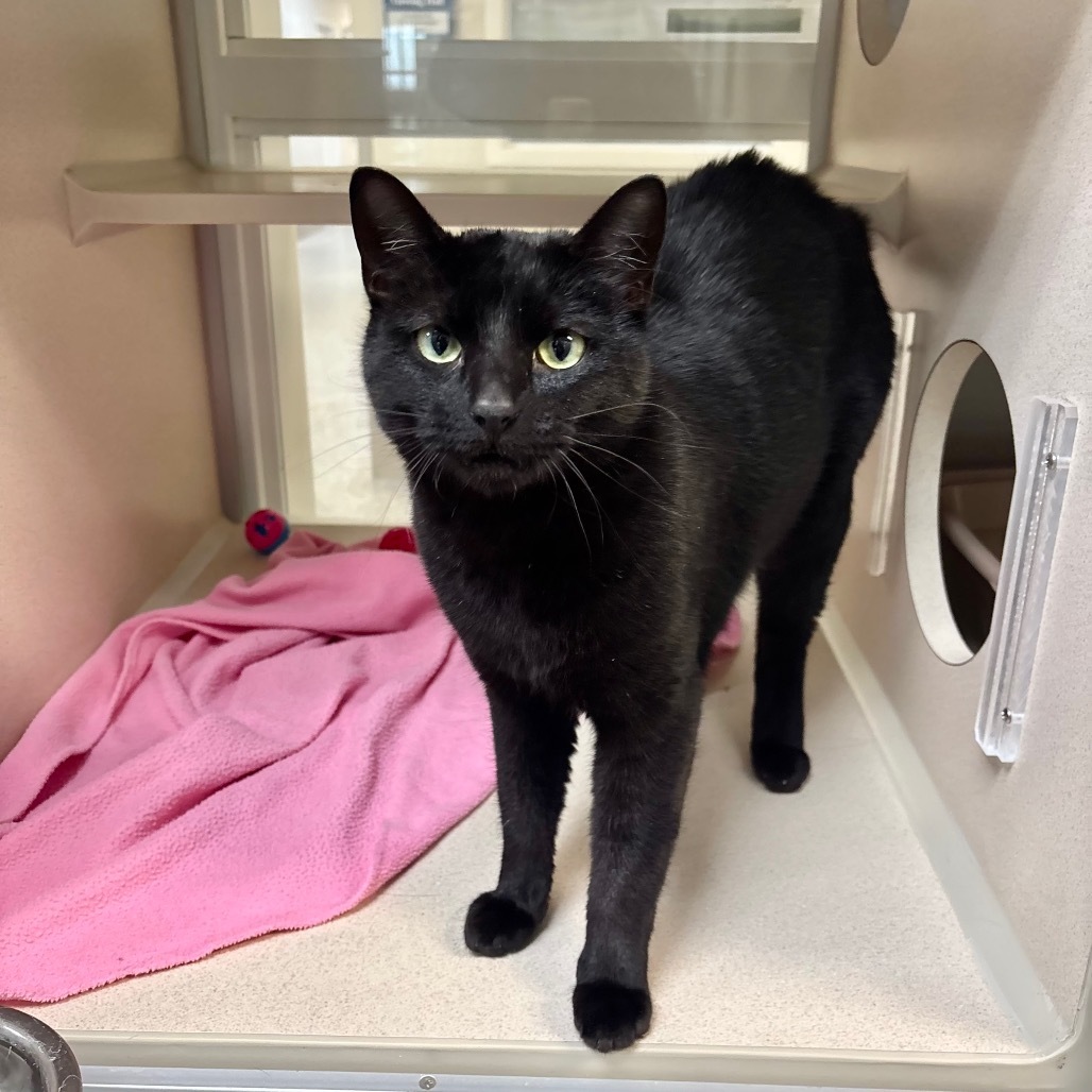 Panther, an adoptable Domestic Short Hair in Great Falls, MT, 59404 | Photo Image 6