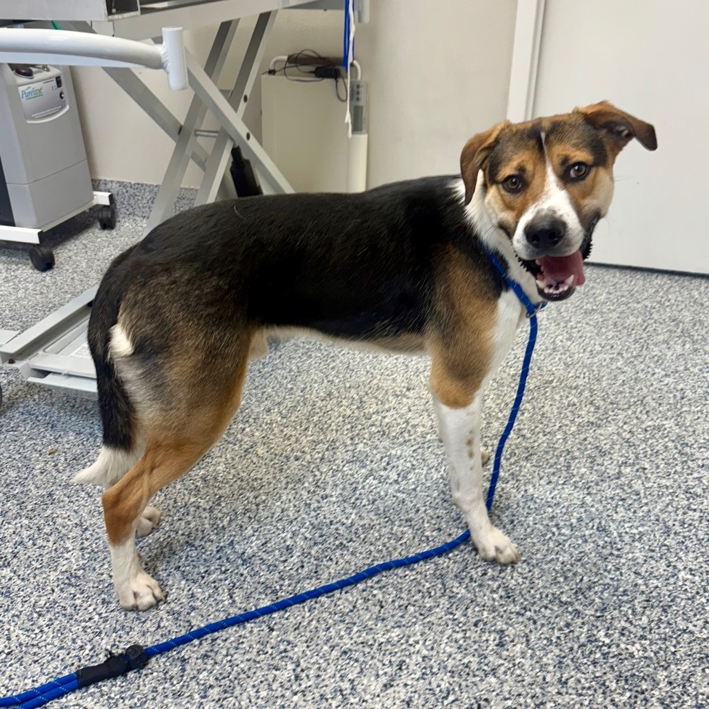 Tim, an adoptable Foxhound, Mixed Breed in Great Falls, MT, 59404 | Photo Image 1