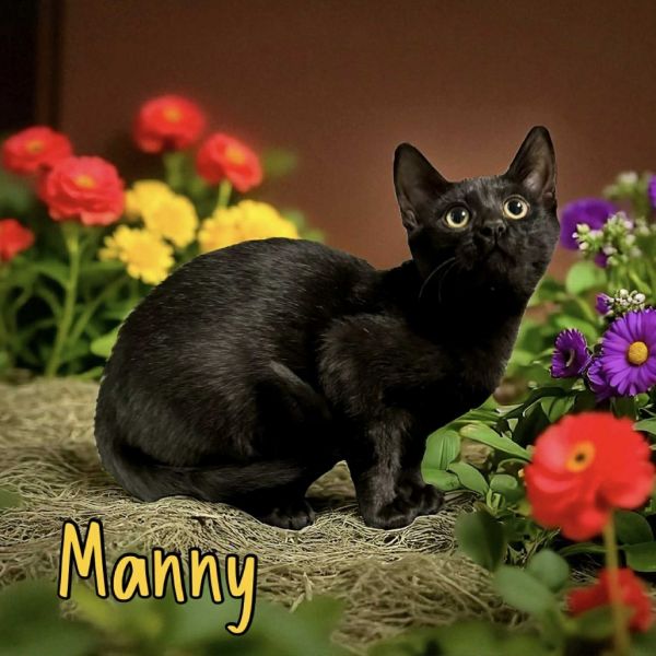 Manny