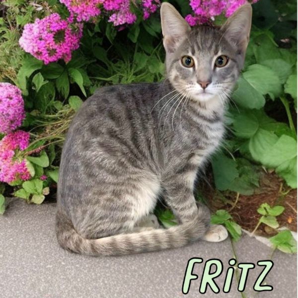 Fritz