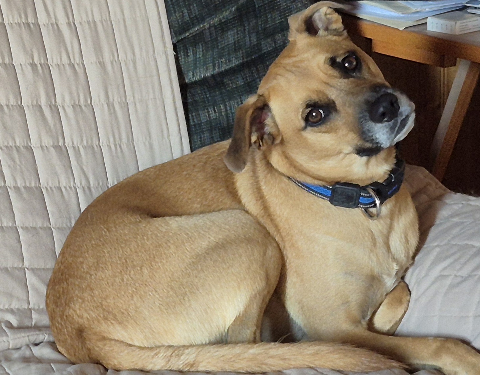 Bailey (was Gregor), an adoptable Mixed Breed in King City, ON, L7B 1K5 | Photo Image 1