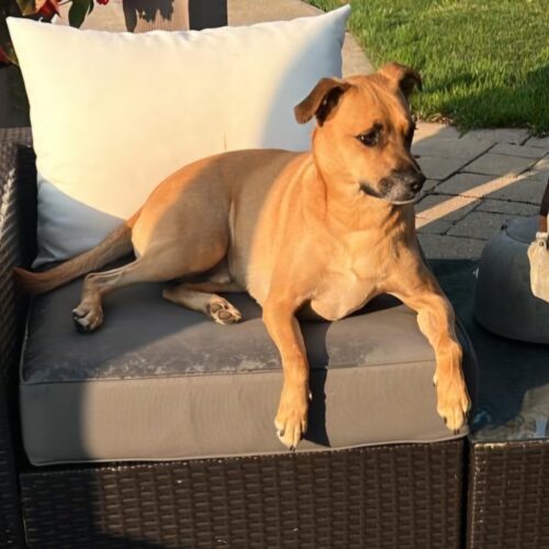 Bailey (was Gregor), an adoptable Mixed Breed in King City, ON, L7B 1K5 | Photo Image 2