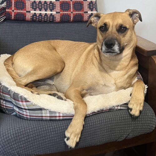 Bailey (was Gregor), an adoptable Mixed Breed in King City, ON, L7B 1K5 | Photo Image 3